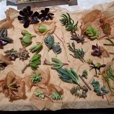 40 Succulent Cuttings, Assorted Bulk Succulents for Weddings, Projects ...