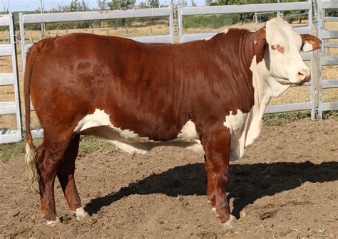 Braford Cattle Info, Size, Lifespan, Uses, and Pictures