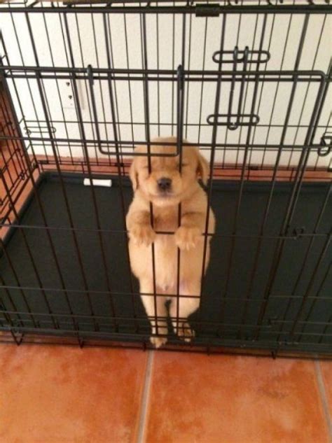 Прелестные щенята / Питомцы
