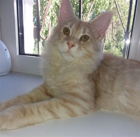Каспер - кличка для кота | Кот, Милые котики, Забавные зверюшки
