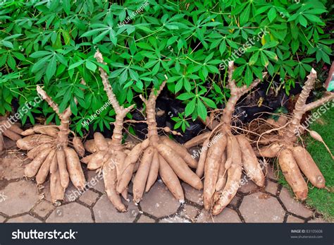 Tapioca Plants Cassava Closeup Useful Background Stock Photo 83105608 ...