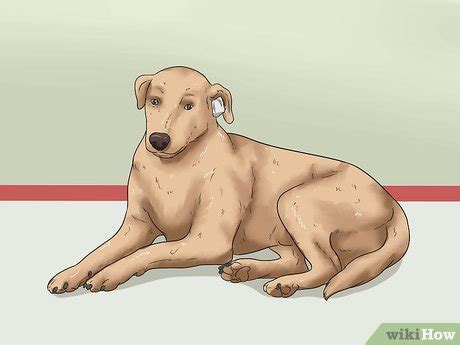 how to stop a dog's ear from bleeding