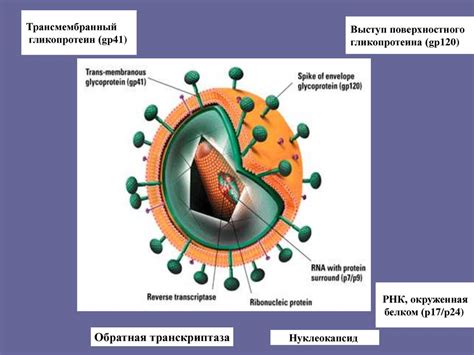 ВИЧ - инфекция у детей - презентация онлайн