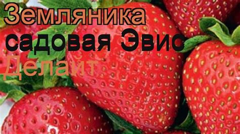 Земляника садовая Эви'c Делайт (eves delight) 🌿 обзор: как сажать ...