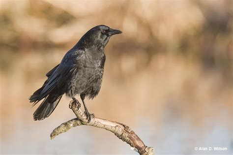 Crow Meaning & Symbolism – Are Crows A Bad Omen?