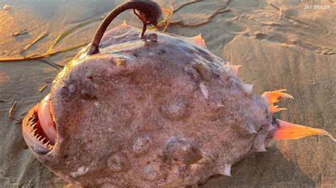 Real Angler Fish