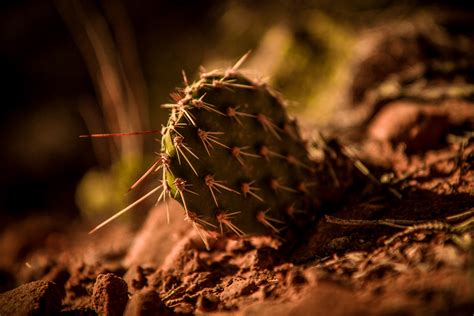 silhouette of a cacti and desert foliage at sunset in gold canyon, gold