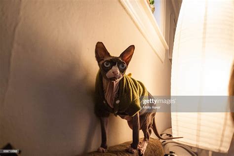 Hairless Cat High-Res Stock Photo - Getty Images