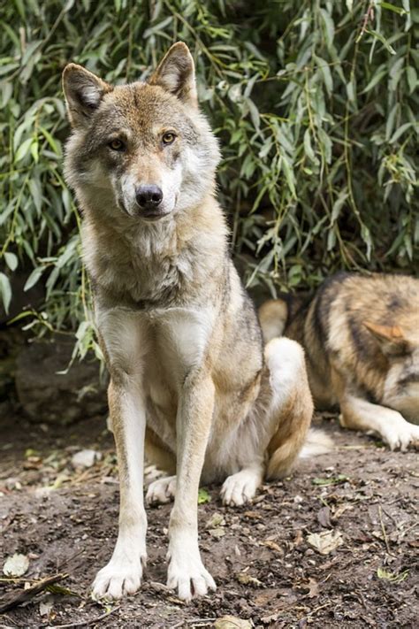 Free photo: Wolf, Canis Lupus, European Wolf - Free Image on Pixabay ...