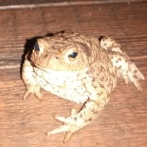 серая жаба bufo bufo - Создать мем - Meme-arsenal.com