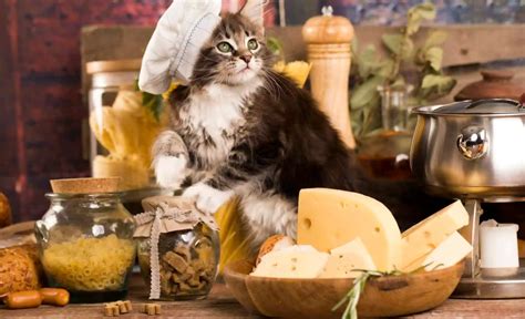 Можно ли кошкам сыр? 🧀 | ЗооБлог