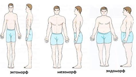 Эктоморф, мезоморф, эндоморф – виды мужского телосложения с фото