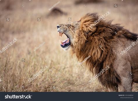 lion roaring profile lion roaring   savannah