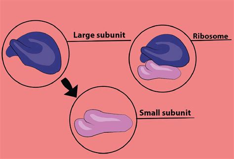 subunits  biology  enrique branham blog