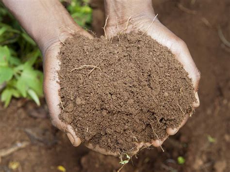 Don't Call It Dirt: The Science Of Soil : Short Wave : NPR