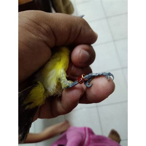 gelang kaki burung cak lilin shopee malaysia