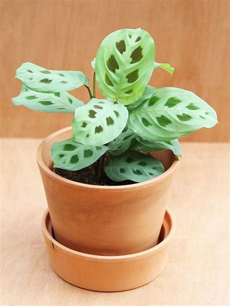 Maranta Leuconeura Kerchoveana care, images and videos - ChooseYourPlant