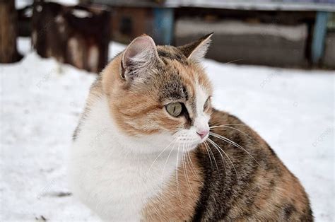 6 кошка Photos, Pictures And Background Images For Free Download - Pngtree