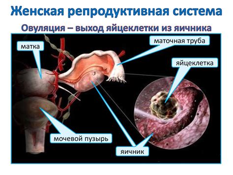 Строение и функции репродуктивной системы - презентация онлайн