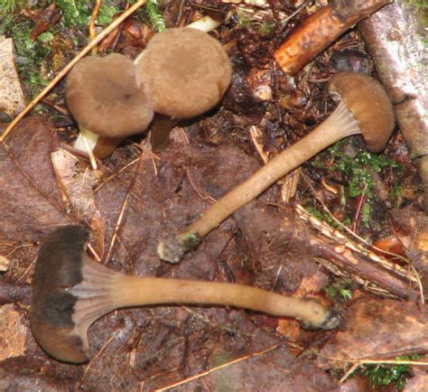 Northeast Rare Fungi Challenge — Fungal Diversity Survey