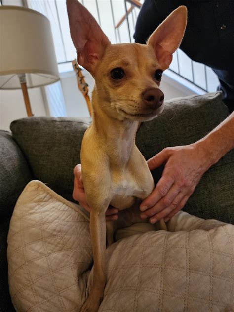 Sweet girl needs a home! Austin, TX : r/Chihuahua
