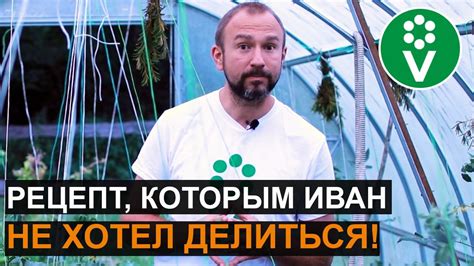 СЕКРЕТНЫЙ СПОСОБ борьбы с вредителями в теплице. Никому о нем не ...