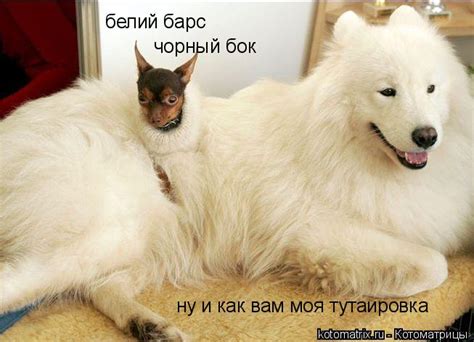 ﻿белий барс 1й бок ну и как вам моя тутаировка Котоматрицы ...