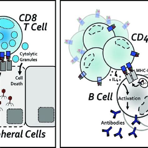 introduction   immune system