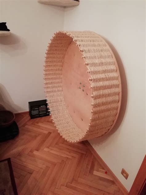 cat on wheel chair 5