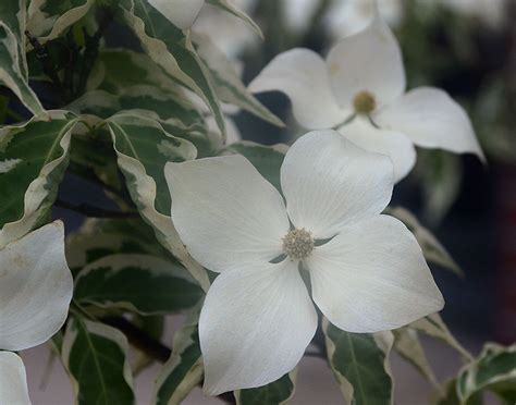 Cornus kousa 'Wolf Eyes' | Landscape Plants | Oregon State University