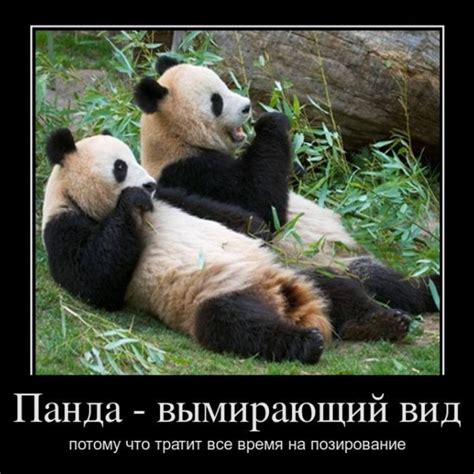 Смешная панда (34 фото) 🔥