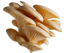 HORDI – Crops – Department of Agriculture Sri lanka