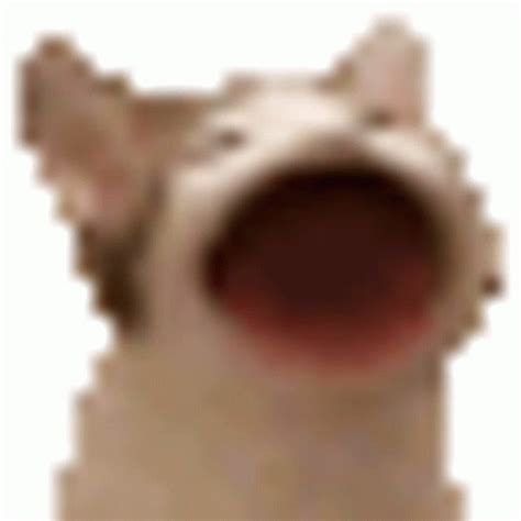 Kot Sticker - Kot - Discover & Share GIFs