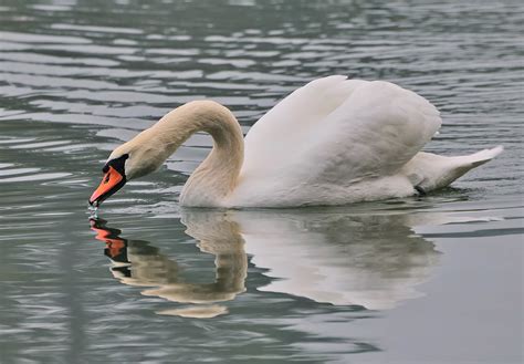 Schwan (Forum für Naturfotografen)