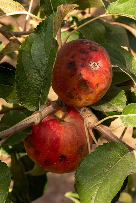 Problems with Calcium Deficiency? | OMEX Agrifluids