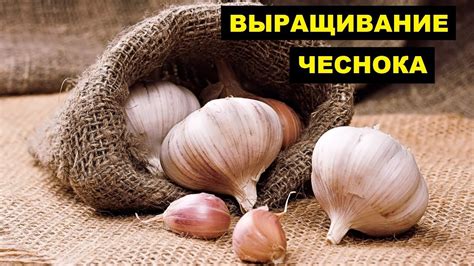 Выращивание озимого и ярового чеснока в открытом грунте как бизнес идея ...