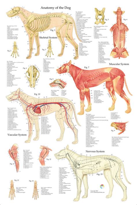 dog anatomy facts  chris erickson blog