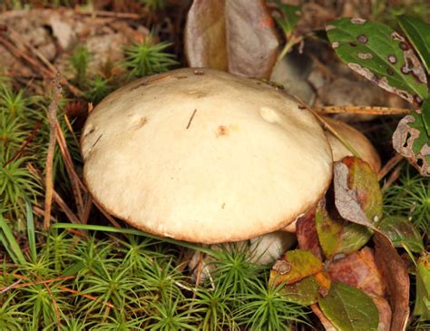 Suillus placidus photo - Tom Murray photos at pbase.com