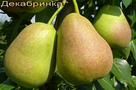 Плодовый сад и питомник - Груша сорт Декабринка, описание и фото
