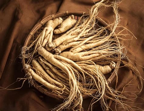 Ginseng Medicine Stock Photos, Images and Backgrounds for Free Download