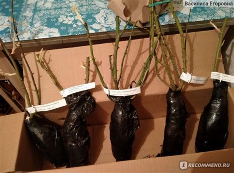 Сайт Gardenmart24.ru - «Розарий ждет новых жильцов» | отзывы