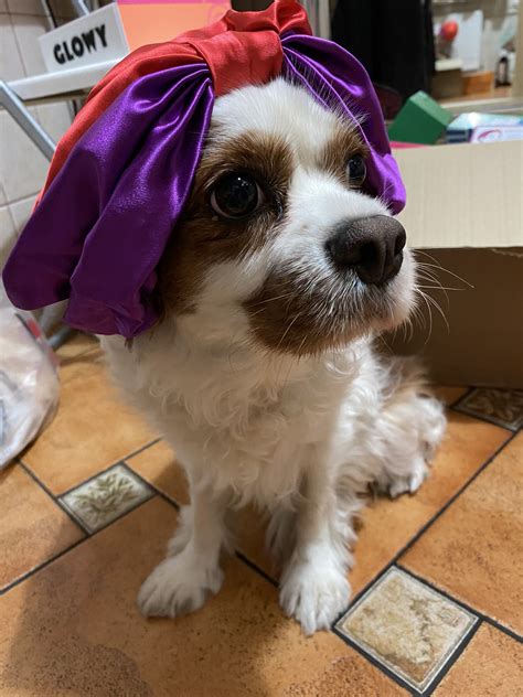 Laylaa Draya on Twitter: "#HappyInternationalDogDay to my babies! I