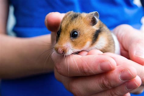 Syrian Hamsters In The Wild
