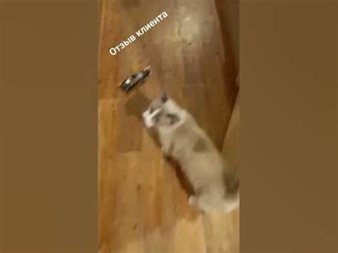 #дезинсекция #сэс #тараканы #отзывы - YouTube