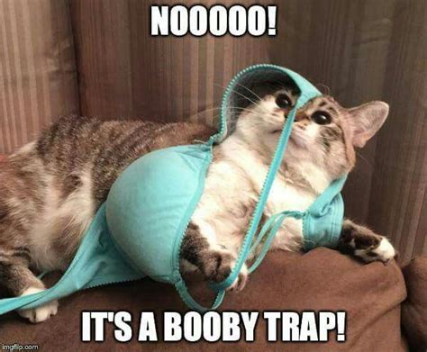 37 Of The Best Cat Memes The Internet Has Ever Made