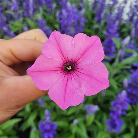 Supertunia Vista Bubblegum - juszczakogrodnictwo.pl