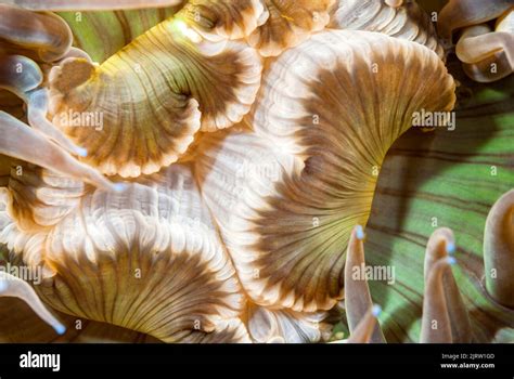 Nematocysts hi-res stock photography and images - Alamy