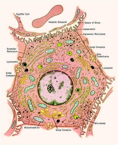 liver cell  labeled structures art print  science source pixels