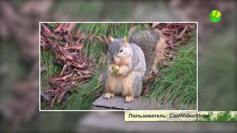 Звериный Репортер Мини. Выпуск 2 - YouTube