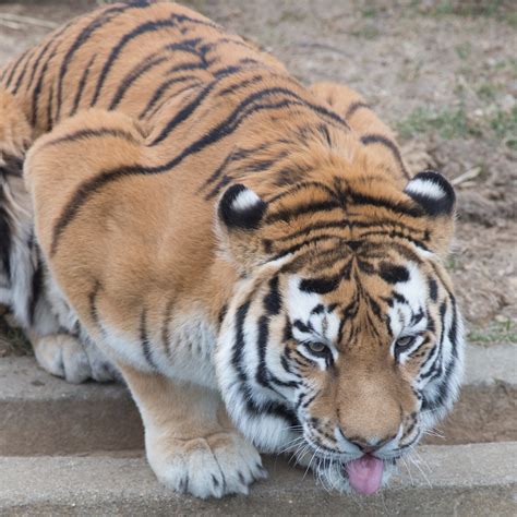 🐅🐾 How do you tell Sumatran tigers and Amur tigers apart? Size and